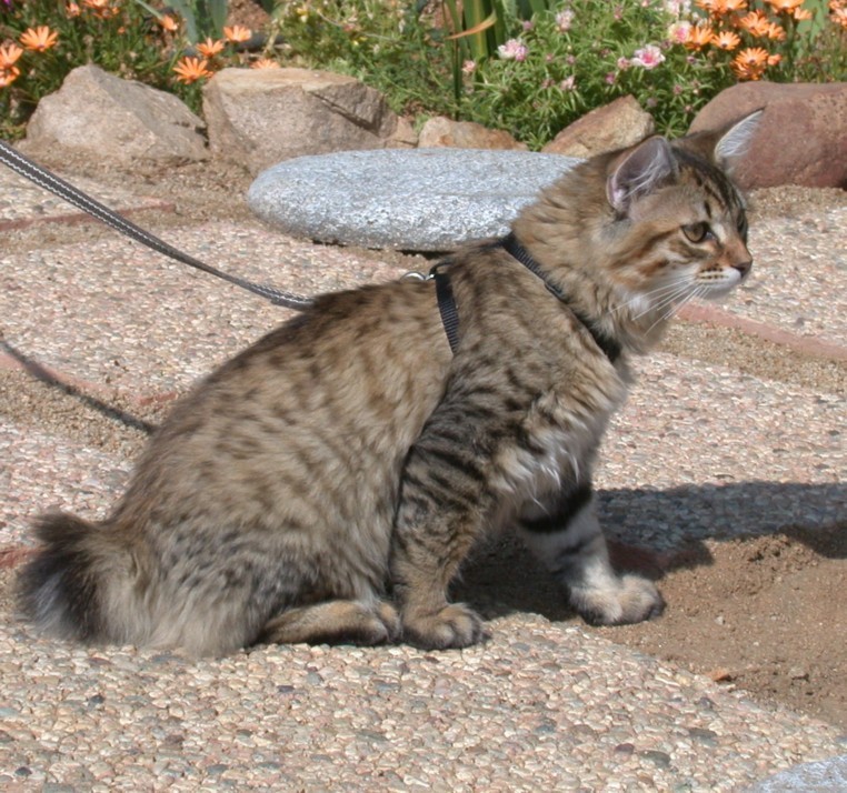 Bobcat Mixed With Domestic Cat For Sale Bobcat Mixed With Domestic Cat For Sale